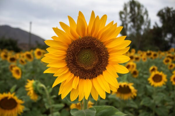 maravilla, amarillo, flor