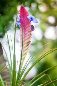 flore, flower, beautiful flowers