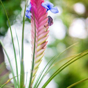 flore, flower, beautiful flowers