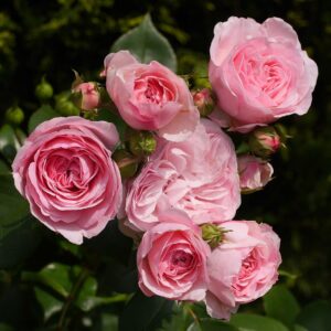 shrub rose, fully blossomed, noble rose